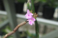 Dimerandra buenaventurae