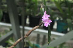 Dimerandra buenaventurae