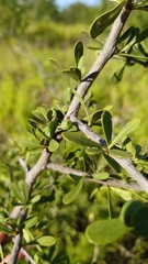 Sideroxylon celastrinum