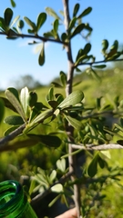 Sideroxylon celastrinum