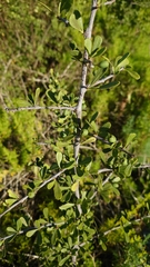 Sideroxylon celastrinum