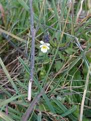 Viola kitaibeliana