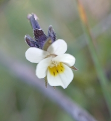 Viola kitaibeliana