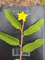 Grewia rogersii