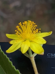 Grewia rogersii