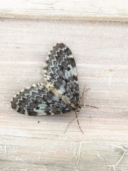 Malacodea pulchraria