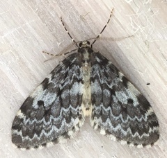 Malacodea pulchraria