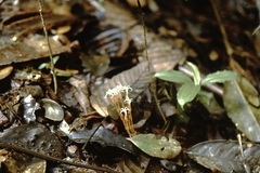 Voyria tenuiflora