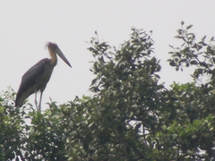 Leptoptilos javanicus
