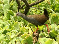 Pardirallus nigricans