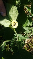 Physalis peruviana