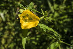Ludwigia bonariensis