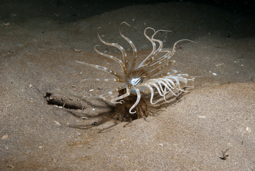 Arachnanthus sarsi