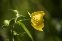 Ludwigia bonariensis