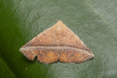 Eublemma crassiuscula