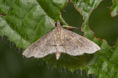 Protonoceras