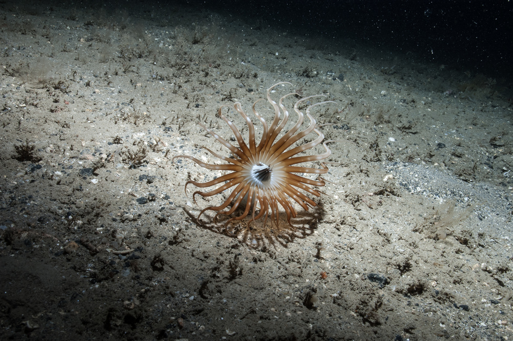 Scarce Tube-dwelling Anemone