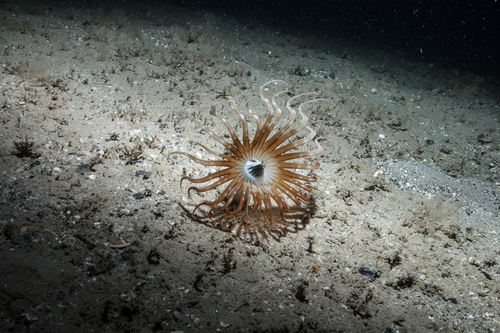 Scarce Tube-dwelling Anemone