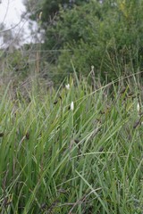 Dietes grandiflora