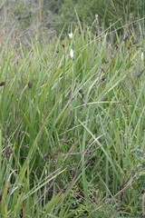 Dietes grandiflora