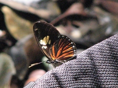 Vila eueidiformis