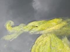 Oxyallagma dissidens