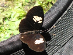 Vila eueidiformis