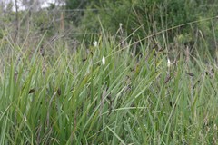 Dietes grandiflora