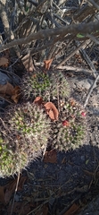 Mammillaria karwinskiana karwinskiana