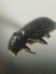 Trypophloeus alni