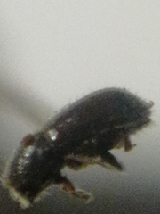 Trypophloeus alni