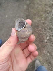 Viviparus acerosus