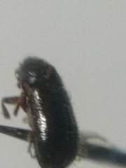 Trypophloeus alni