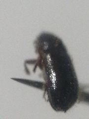 Trypophloeus alni