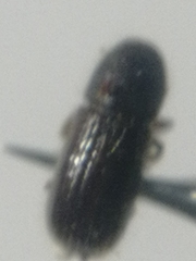 Trypophloeus alni