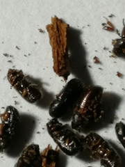 Trypophloeus alni