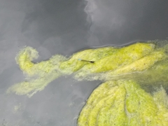 Oxyallagma dissidens