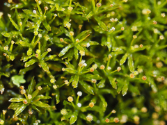 Syrrhopodon texanus