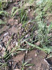 Luzula comosa comosa