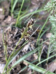 Luzula comosa comosa