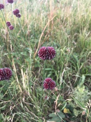 Allium