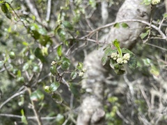 Ceanothus oliganthus sorediatus