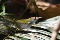 Orthotomus atrogularis