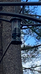 Melanerpes carolinus