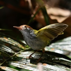 Orthotomus atrogularis