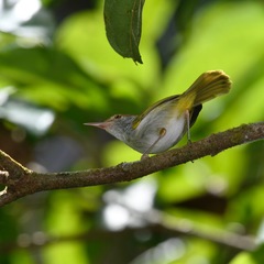 Orthotomus atrogularis