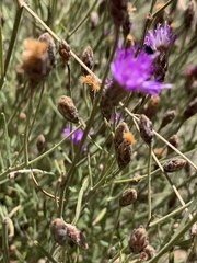 Oocephala staehelinoides