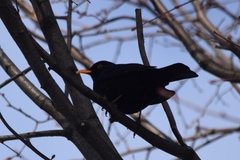 Turdus merula