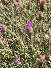 Oocephala staehelinoides