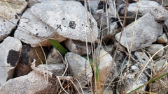 Orchis quadripunctata